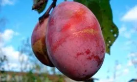 Характеристика внешнего вида1