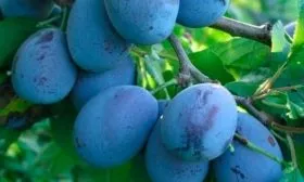 Характеристики и описание