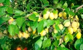 Характеристики и описание