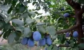 Слива Елена