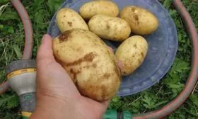 Вкусовые характеристики и назначение