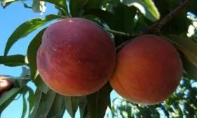 Созревание