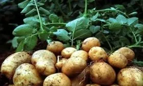 Урожайность