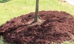 Мульчирование