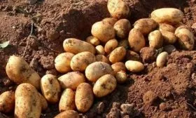 Урожайность