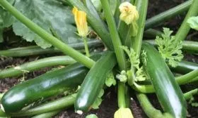 Сроки созревания