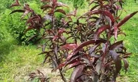 persik_burgundi дерево