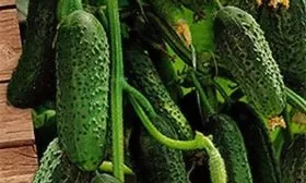 Урожайность