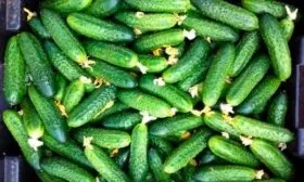 Как собирать и хранить