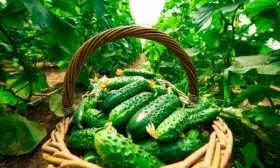 Как собрать и сохранить урожай