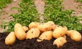 картофель Колетте