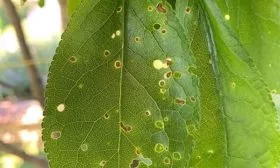 Клястероспориоз