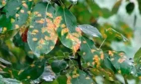 Коккомикоз