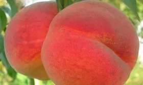 Описание дерева и плодов 2