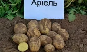 Сорт Ариэль