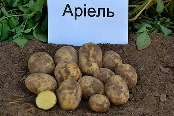 Сорт Ариэль