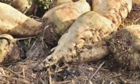 Описание внешнего вида и вкуса