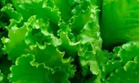 Описание внешнего вида, вкуса