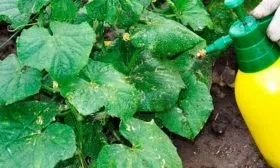 опрыскивание