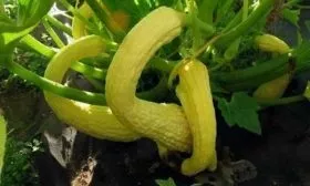 Гуси-лебеди