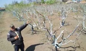 Особенности обрезки