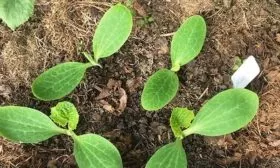 Особенности посадки 1