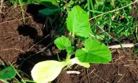 Особенности посадки