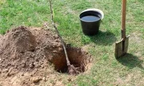 Особенности посадки