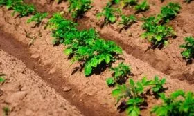 Особенности посадки и выращивания