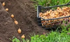 Особенности посадки и выращивания1