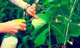 Профилактика болезней и вредителей