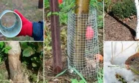 от грызунов