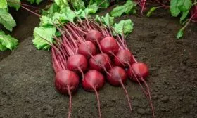 Отличительные черты ботвы и плодов