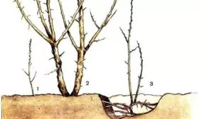 отпрысками