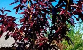 persik-burgundi-krasnolistnyj-1-2