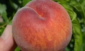 персик Канадиан Хармони