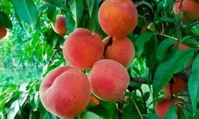 Срок созревания и урожайность