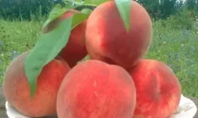persik-sochnyj