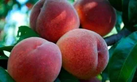 persik-sochnyj-sazhency-2