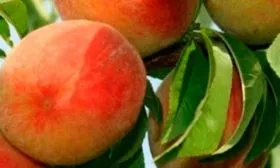 персик Вардени