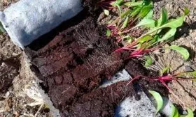 пикировка рассады