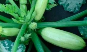 Плоды, их вкусовые качества и назначение