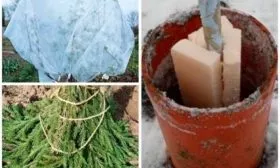 Подготовка дерева к зиме