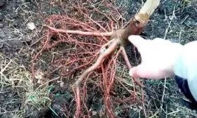 poetapnaya-instruktsiya-po-posadke-persika