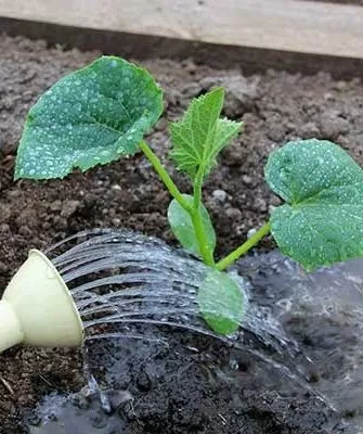 Полив