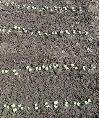 Осенний гигант