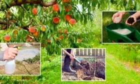 посадка и уход