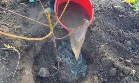 Посадка персика Бургунди и уход за ним