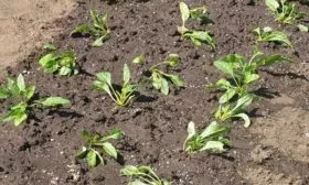 Посадка семенами (1)