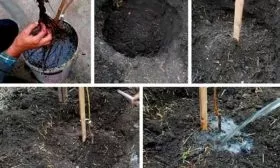 посадка сливы